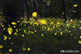 为什么萤火虫会发光？图片