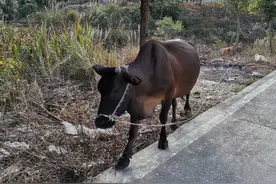 故事：死去的牛连续三天给主人托梦——哑子的一生图片
