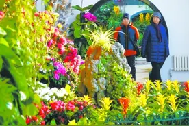2500余盆花卉贺新年，中山公园唐花坞提前感受“春暖花开”图片