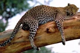 奇葩的啃老豹：捕猎就犯困，打死都不离开母亲，专职啃老太可爱了图片