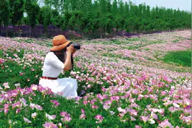 安徽亳州2个小众特色点的芍药花开成海，五一是最佳观赏期，免费图片