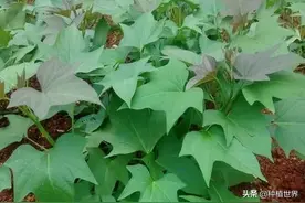 农村俗语“谷雨栽上红薯秧，一棵能收大箩筐”是啥意思？有奥秘？图片