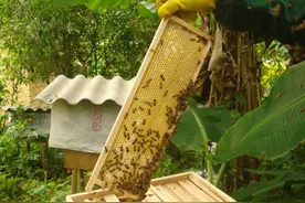 神奇的蜜蜂世界，近乎灭绝蜂群突然重生，蜂群中究竟发生了什么？图片
