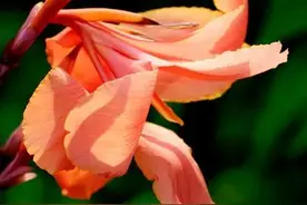 芭蕉的叶，藕的杆，芋头的果，“四不像”蕉藕也有可爱之处图片