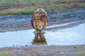 500斤的雄狮，却被5厘米深的小溪挡住去路，心里所想都在脸上图片