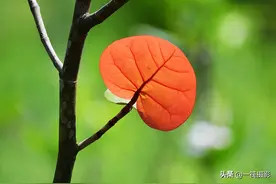 美叶鉴赏，海葡萄图片