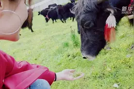 西藏故事｜神奇牛粪在哪里？在……我手里图片