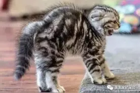猫咪，肢体语言：轻松读懂，猫咪的行为图片