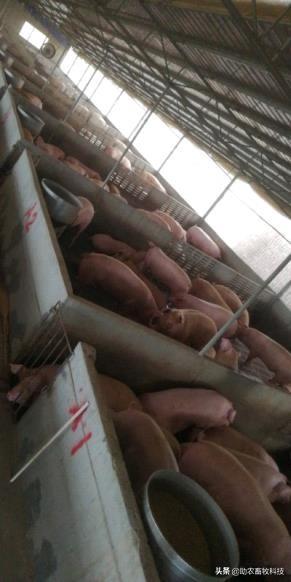 猪场臭味氨气用复合益生菌体内外运用效果好