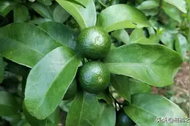 柑橘果实偏小怎么办？这两种情况难以或没法补救图片