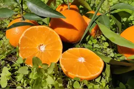 “柑橘皇后”，柑橘界的新宠——爱媛果冻橙图片