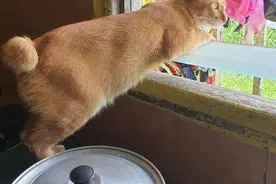 18张图片证明：猫咪看热闹的本事堪比村口的大妈图片