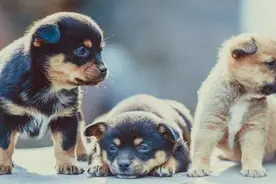 主人因搬家将田园犬丢弃，后被卖到狗肉店，幸好被这名外国人买下图片