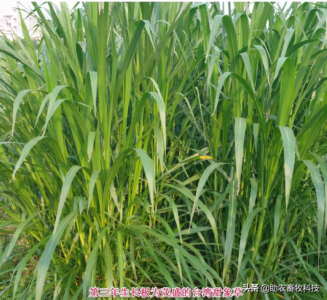 南方养猪种植什么牧草好？猪场为什么推荐种植牧草？