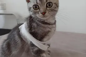 猫癣治疗全过程（3个月走弯路的经验）图片