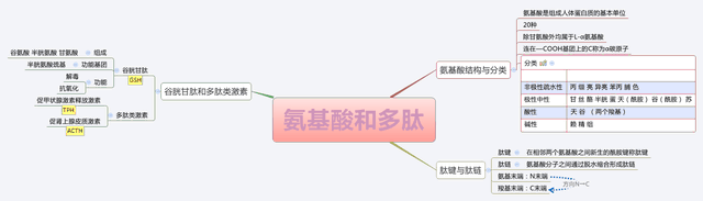 「生物化学基础知识」之「氨基酸与多肽」