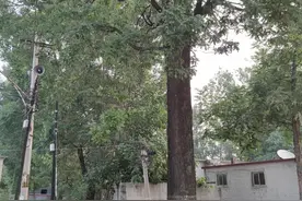 广安村红色百年历史第二篇图片