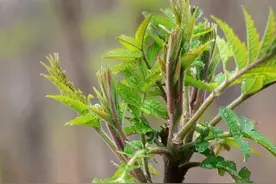 贵州毒性极强的漆树，让人望而生畏！你被它“害过”吗？图片
