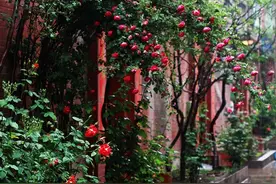 听听那冷雨——散文朗诵图片