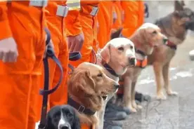 最出色5种搜救犬，援灾救人，看看你都认识几个？图片