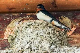 我国燕子每年要飞往南方过冬，而“南方”究竟是哪里？图片