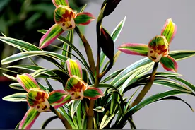 高贵典雅，曾1苗卖万元，如今平民价，花叶带“金边”，值得买图片