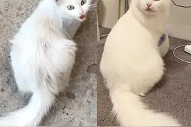 饿到啃钢丝球的流浪小白猫，被收养后…简直美哭了图片