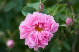 “液体黄金”之源——世界公认的优质玫瑰品种大马士革玫瑰图片