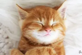 你真的了解家猫睡眠习惯吗？当猫睡眠状态发生改变，铲屎官需重视图片