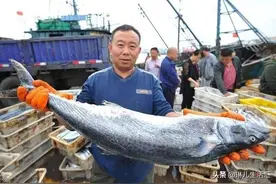 青岛沙子口春鲅鱼上岸啦～|附最全吃法与详细做法图片