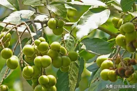 这果子，被称为长在树上的“肥皂”，以前无人要，现在40元一斤图片