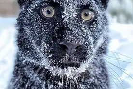 小黑豹出生就被抛弃，却被俄罗斯妹子宠成了铁憨憨图片