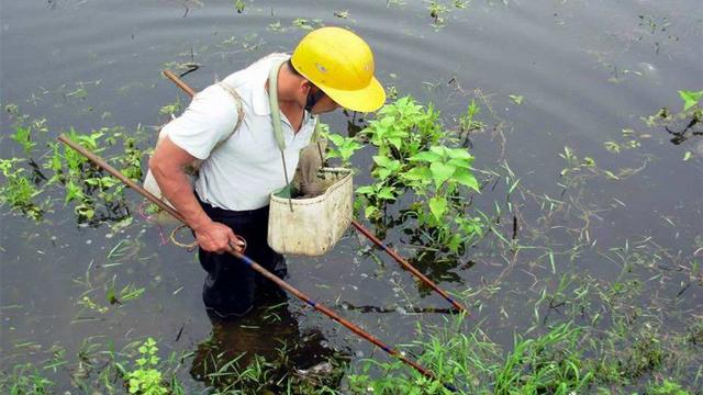 诱鱼剂，俗称小药，它到底是什么物质有如此神奇的效果？