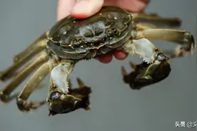 「干货」河蟹海蟹啥区别？必须吃活蟹么？公蟹母蟹哪个好？图片