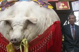 浙江“猪王”：主人已有感情不舍得杀掉，还经常给它补身子图片