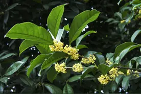 每年的什么时候最适合种植和移植桂花？需要注意哪些问题？图片