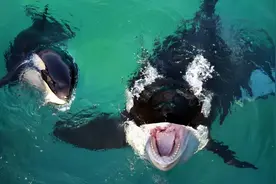 曾经人类和虎鲸合作捕猎，形成自然契约，却因一场意外被人类破坏图片