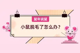 《鼠年说鼠》第八期：小鼠脱毛了怎么办？图片