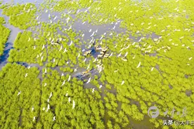 江苏盐城大丰“十三五”成就巡礼：诗和远方近在咫尺 全域旅游焕发新气象图片