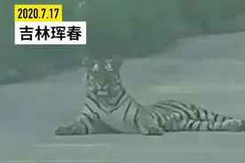 的哥开车竟路遇野生东北虎！头大如脸盆！对峙20分钟图片