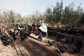 深圳援疆尼雅黑鸡养殖项目在南疆飞出了“金凤凰”图片