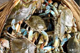 挣扎就代表疼痛吗？不是，虾蟹在被烹煮时是否会觉得疼？图片