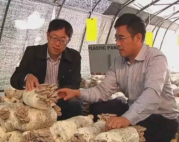 栽培成功率高达98%以上，这两个平菇新品种到底有何神奇之处？