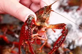 藏在成都周边的「钓虾圣地」，一半以上免费，最快半小时拉拢图片