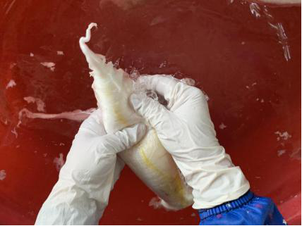 品质不好的花胶 2025年品质不好的花胶有哪些