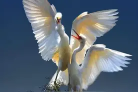 世间绝美夫妻照，温情瞬间秀恩爱图片