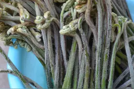 贵州威宁：野生蔬菜——蕨苔图片