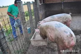 怎样建养猪大棚图片