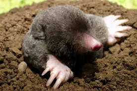 从蚂蚁到鼹鼠，自然界的很多动物为什么“酷爱”打洞图片