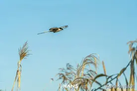 武汉江滩芦苇飘的不是花，甚至它根本不是芦苇？图片